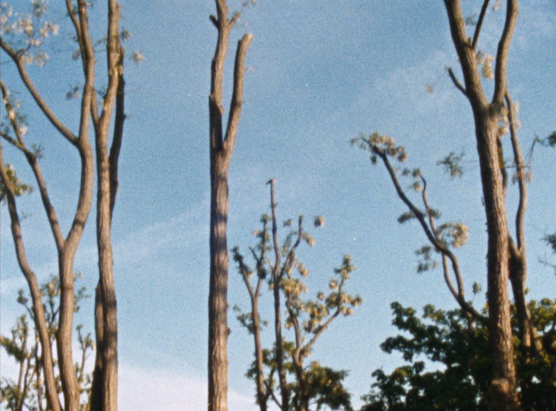 Untitled (Trail) (1 of 28) — Manuel Boden