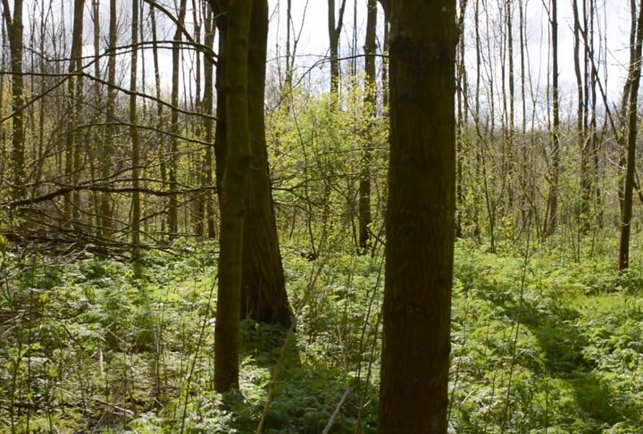 Woodland — Manuel Boden