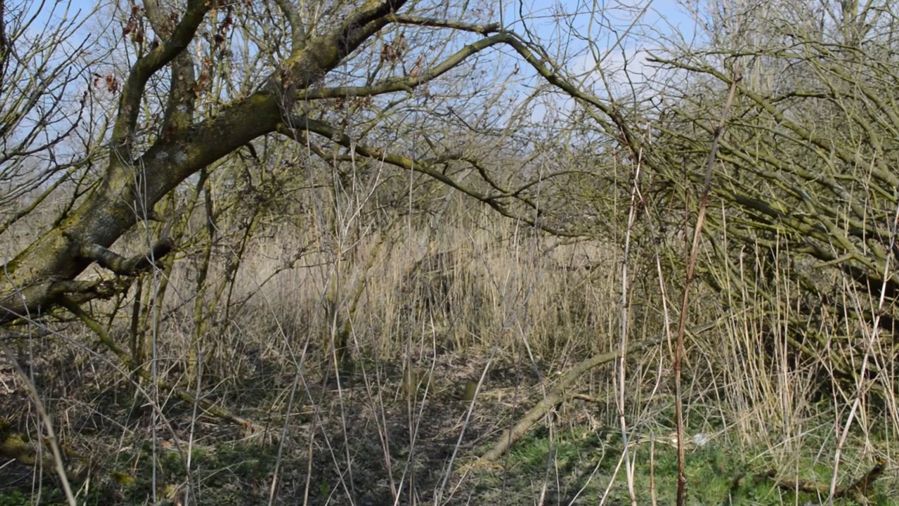 Woodland (2 of 11) — Manuel Boden