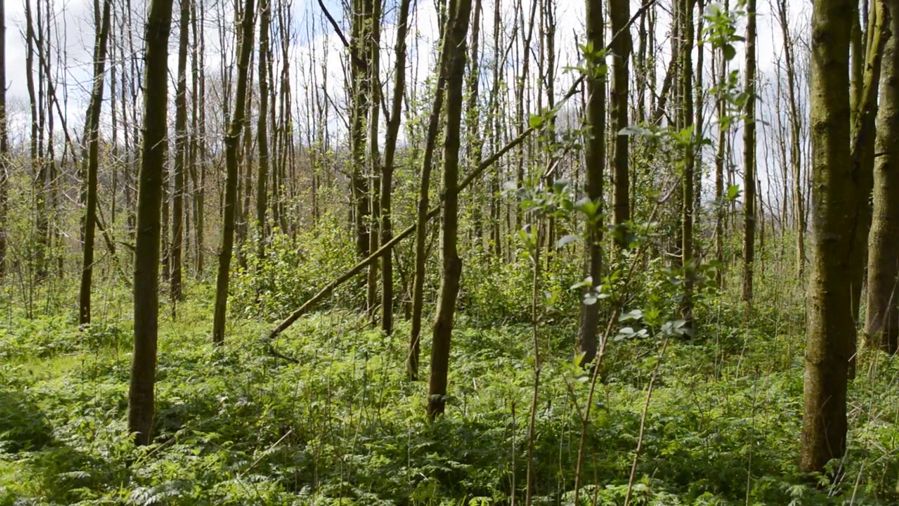 Woodland (8 of 11) — Manuel Boden