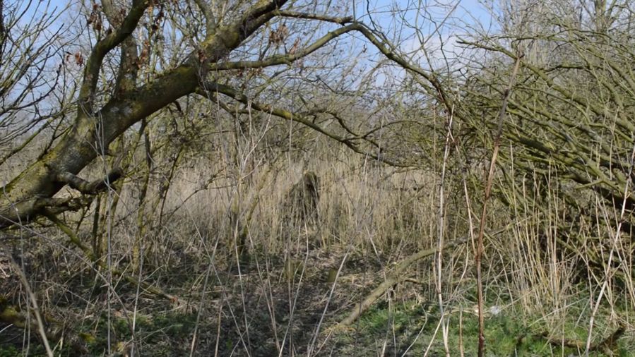 Woodland (3 of 11) — Manuel Boden