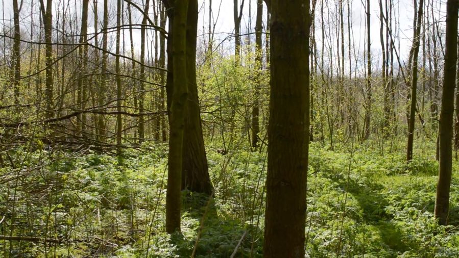 Woodland (1 of 11) — Manuel Boden
