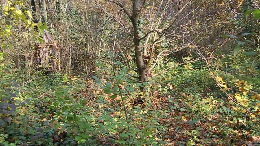 Woodland (5 of 11) — Manuel Boden