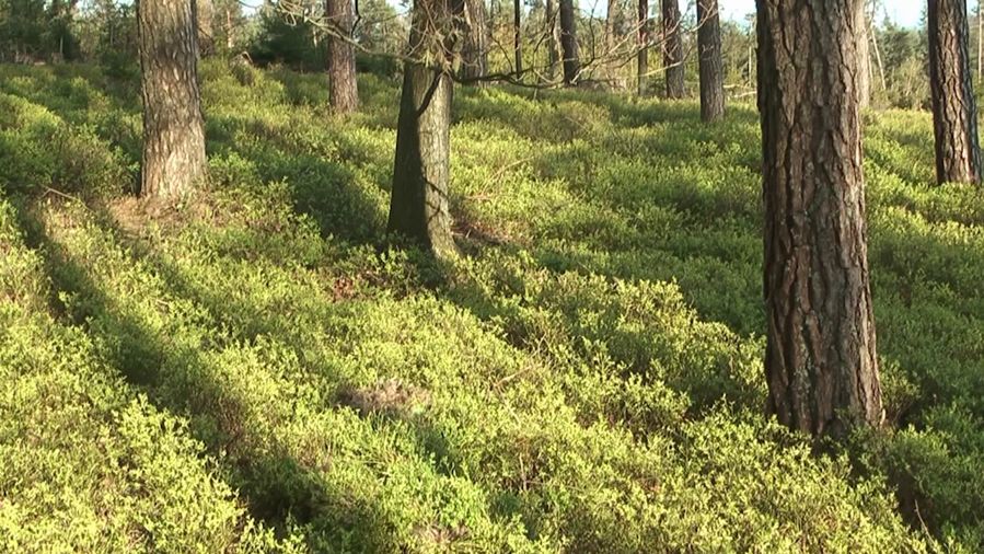 Woodland (4 of 11) — Manuel Boden