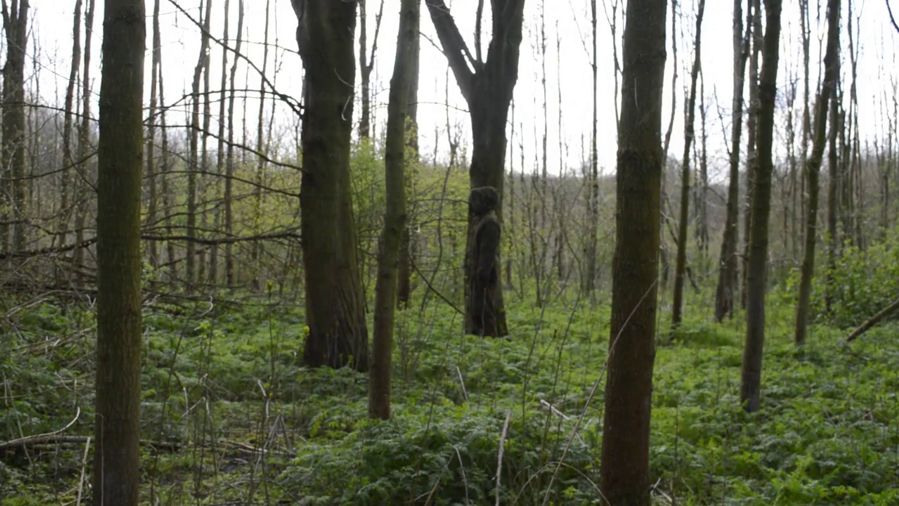 Woodland (11 of 11) — Manuel Boden