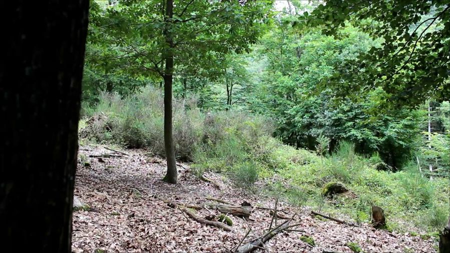 Woodland (6 of 11) — Manuel Boden