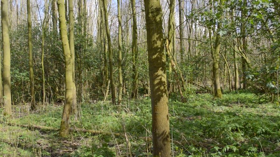 Woodland (9 of 11) — Manuel Boden