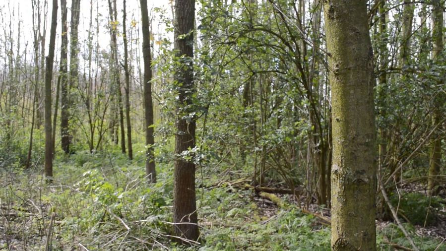 Woodland (7 of 11) — Manuel Boden